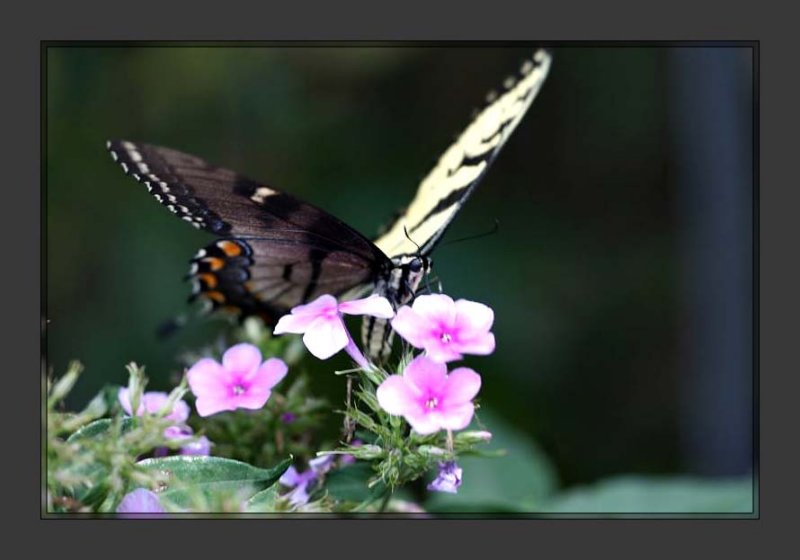 Papilio glaucus bilateral gynandromorph4 (Internet Image property of respective owner, non-commercial use only)